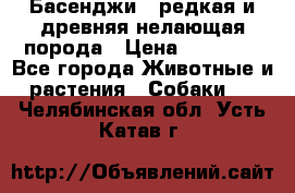 Басенджи - редкая и древняя нелающая порода › Цена ­ 50 000 - Все города Животные и растения » Собаки   . Челябинская обл.,Усть-Катав г.